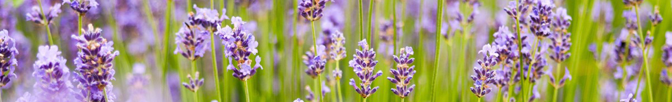 マニフィークについて