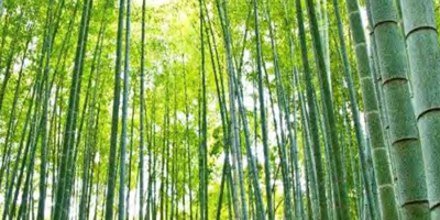 バンブークリアコンセプト