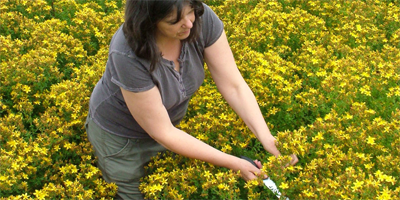 植物オイルへのこだわり