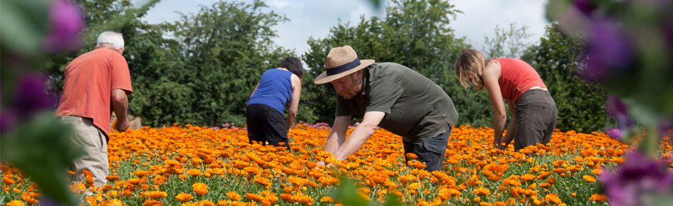 オーガニックボタニクス